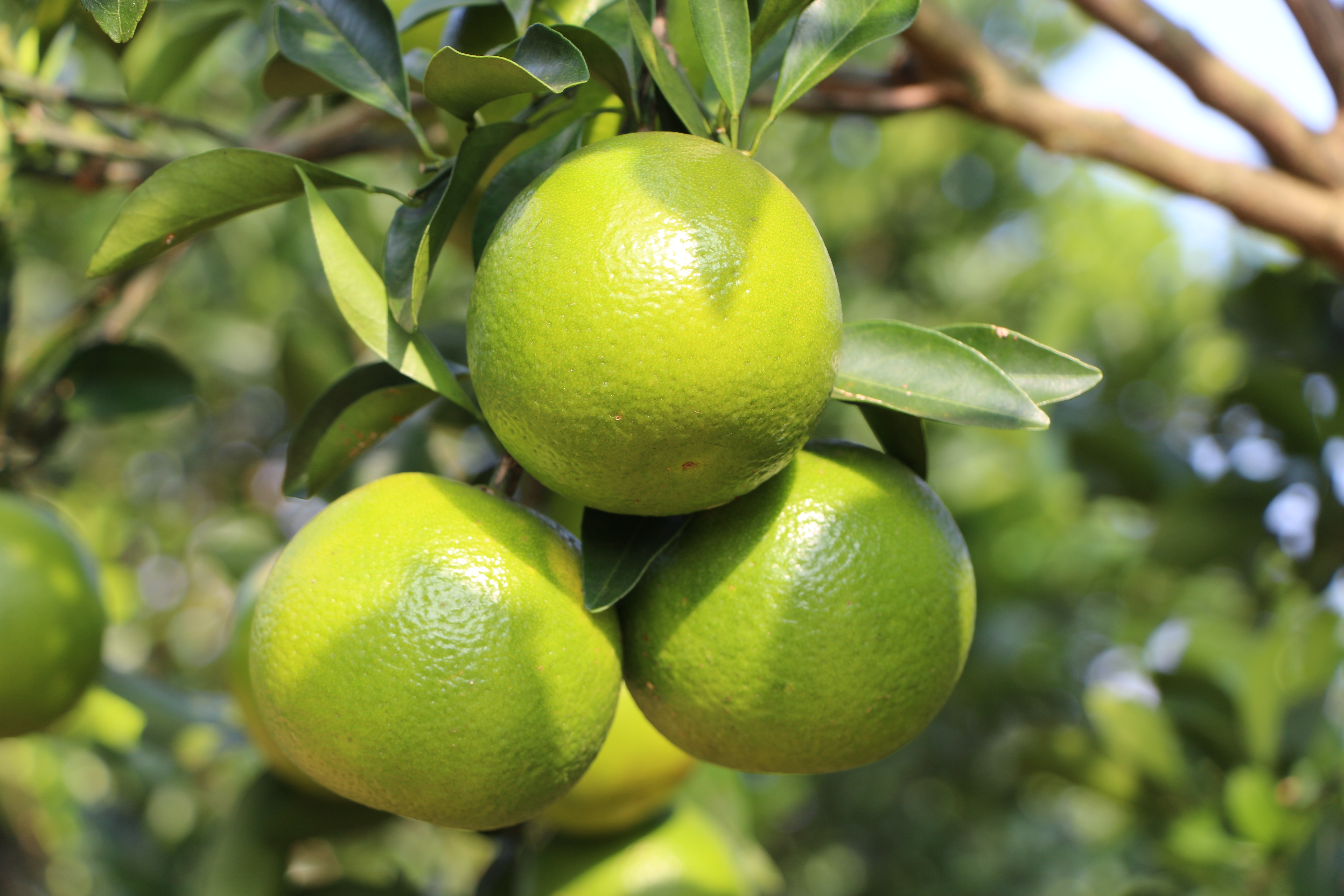 南宫NG28鲜果福橙