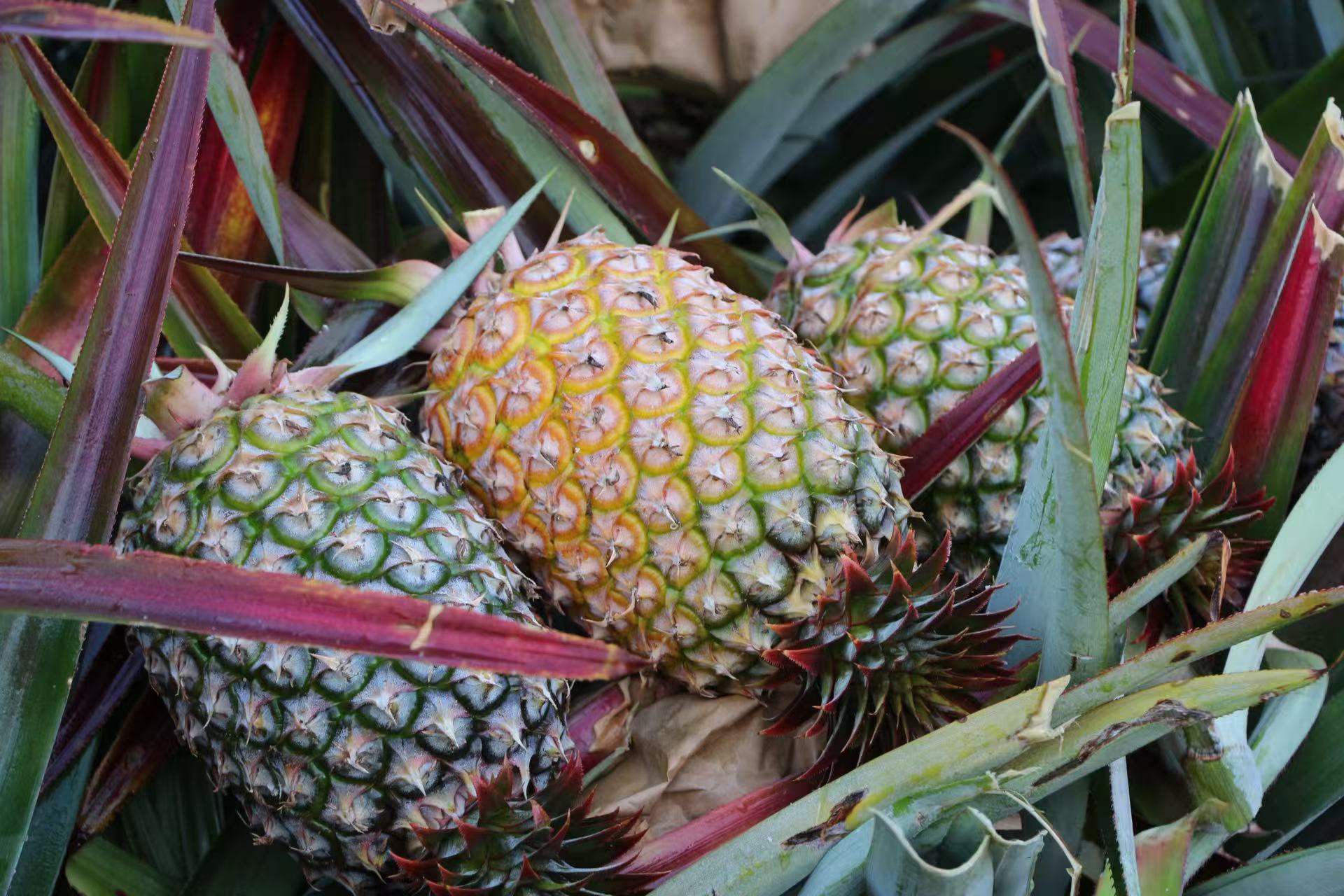 南宫NG28鲜果金钻凤梨