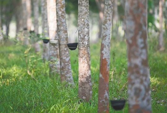 首页- 南宫NG28国际集团官方网站